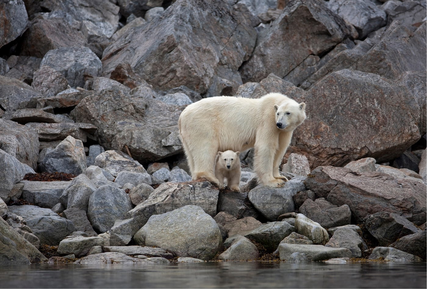 Polar bear and cub